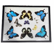 Real framed butterflies for sale  Sadsburyville