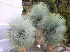 Yucca thompsoniana yucca usato  Sonnino