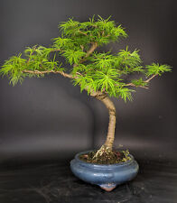 Bonsai goldlärche jahre gebraucht kaufen  Bremen