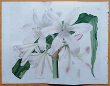 Carey´s Crinum - Curtis Large Original Botanical Print - 1830, used for sale  Shipping to South Africa