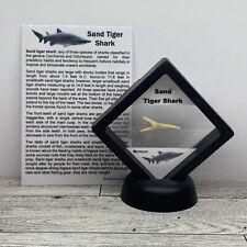 Sand tiger shark for sale  Davenport
