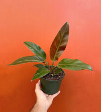 Red imperial philodendron for sale  Homestead