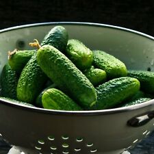 Bush Pickle Cucumber Seed - US Seller - Ships Fast! for sale  Shipping to South Africa