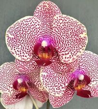 Orchid spotted phal for sale  Columbia