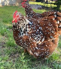 Jubilee orpington hatching for sale  Weatherford