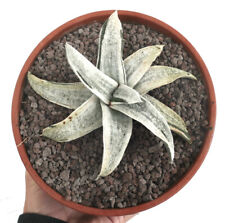 Used, REVERSE WHITE VARIED VARIEGATED NN6 (SIDE OFFSET) Batesian Gasteria for sale  Shipping to South Africa