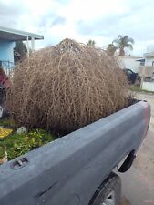 Tumble weed for sale  Fresno