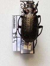 Calosoma Canpalita Chinensis REFCARABID834 for sale  Shipping to South Africa