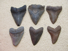 Megalodon shark fossil for sale  Bluffton