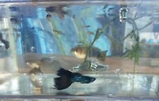 Blue moscow guppies for sale  Social Circle