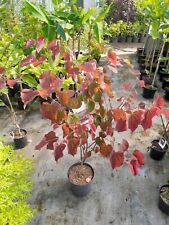 Cercis canadensis forest gebraucht kaufen  Dillingen a.d.Donau