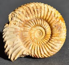 Ammonite bajocien d'occasion  Angers-