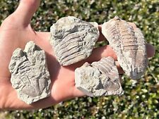 Russia fossil trilobites for sale  Coppell