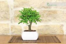 Bonsai olmo palla usato  Giovinazzo