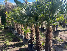 palme winter gebraucht kaufen  Miltenberg