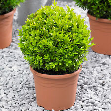 Buxus ball 40cm for sale  UK