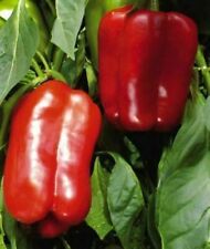 capsicum red usato  Reggio Calabria