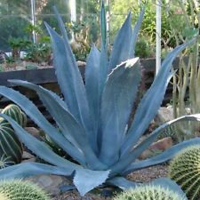 Agave americana stunning for sale  SUTTON COLDFIELD