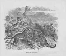 Grabado de madera de siete leopardos de leopardo y cazador de 1863 segunda mano  Embacar hacia Mexico