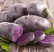 Batatas-semente Blue Adirondack - Certificado pelo USDA para plantio de batatas roxas 500g comprar usado  Enviando para Brazil