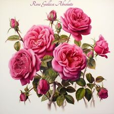Óleo absoluto de rosa gaulesa orgânico 100% puro (Rosa Gallica), usado comprar usado  Enviando para Brazil