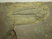 Agreat example of the very rare trilobite Eccadoparadoxides pradoanus from Spain for sale  Shipping to South Africa