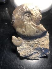 Ammonit matrix gebraucht kaufen  Alsdorf