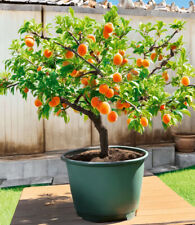 Mini aprikosenbaum range gebraucht kaufen  Bensheim