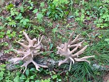 Giant whitetail shed for sale  Brasher Falls