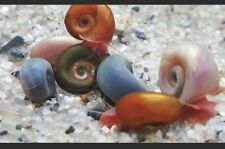 Used, 5 x Ramshorn Snails Clean Up Crew Pond Aquarium Live Tropical FreshWater shrimp for sale  RUGELEY
