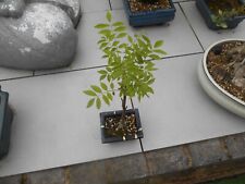 wisteria bonsai for sale  DONCASTER