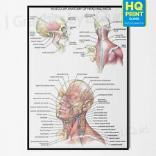 Muscular anatomy head for sale  LONDON