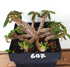 Euphorbia decaryi spirosticha gebraucht kaufen  Alzenau