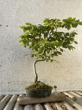 Bonsai tree for sale  LONDON