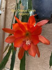 Epiphyllum orange crush for sale  San Jose