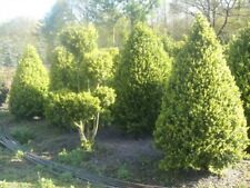 Buxus sempervirens arborescens for sale  Shipping to Ireland