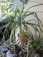 Ponytail palm beaucarnea for sale  Bradenton