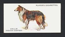 rough collie for sale  Shipping to Ireland