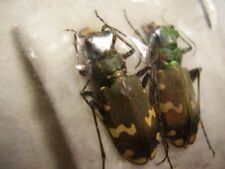 Cicindelidae cicindela sylvico usato  Bologna