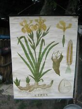 Ancienne affiche botanique d'occasion  Neuville-aux-Bois