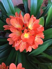 Clivia miniata fresh for sale  HARROGATE