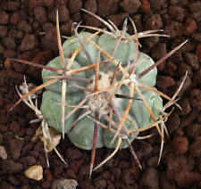 Echinocactus horizonthalonius (Estacion Marte, Mexico) golden thin spines AP4 usato  Napoli