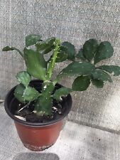 Cactus plant for sale  Riverview