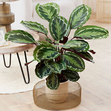 Calathea medalion large for sale  UK