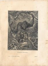 Stampa antica scimmia usato  Lecco