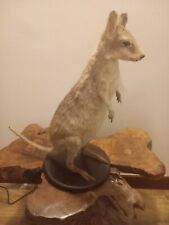 Taxidermy young bennett for sale  BILLINGHAM