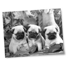 8x10 prints pug for sale  SELBY