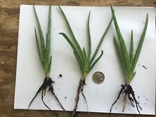 vera aloe organic plants for sale  Allenwood