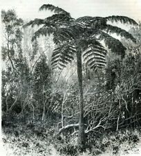 Madagascar tree fern.....antiq d'occasion  Saint-Cyprien