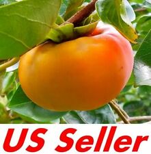Cuttings japanese persimmon for sale  Montgomery